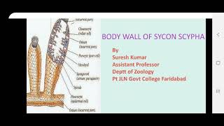 Body wall of sycon Scypha [upl. by Greer]