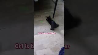 Cr1 footballer cr1 catlover funny [upl. by Arber]