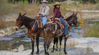 Mule riding  young mule ride  how to ride on mule  training horse riding  training horse race [upl. by Nywra]