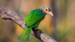 นั่งบังไพร “ดูนก” มากินลูกไทรยามเช้า EP2 จบ  Lineated barbet [upl. by Renmus]