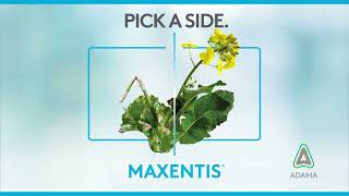 Maxentis Pick A Side  Canola Video [upl. by Airdnoed]