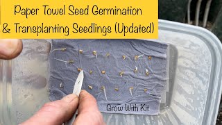 Paper Towel Seed Germination A StepbyStep Tutorial [upl. by Annaihs642]