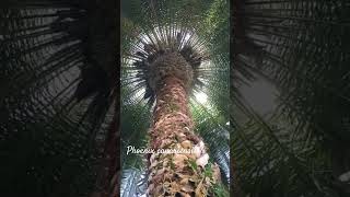 Funny palm phoenix canariensis or pineapple palm shorts herbarium [upl. by Whorton]