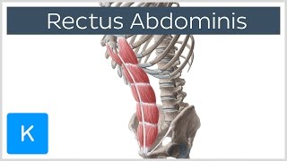 Rectus Abdominis Muscle Overview  Anatomy  Kenhub [upl. by Ellehcem924]