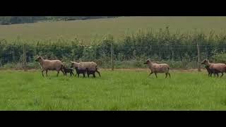 Manx Hogget Ewes amp Lambs  May 2024 [upl. by Winterbottom]