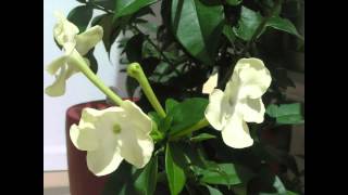 Princess of the Night Brunfelsia Lactea blooming timelapse [upl. by Avra]