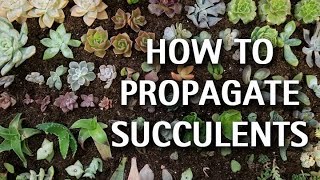 How to Propagate Succulents [upl. by Chute]