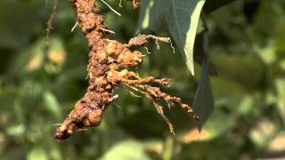 Diagnosing Nematode Damage in the Field [upl. by Hum]