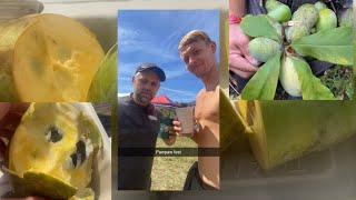 Ohio Pawpaw Festival 2023 Tasting amp Pawpaw Foraging with David [upl. by Eirellam479]