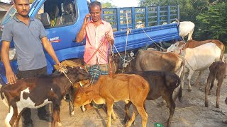 আজ ৭ অক্টোবর ২৪  লক্ষিপুরের খামারী কেমন দামে গাভী বাছুর ও ষাঁড় বাছুর কিনলেন [upl. by Enelhtak]