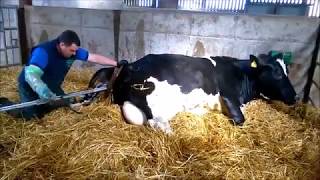 Gurteeen College  Calving Jack  an assisted delivery of a calf [upl. by Plath]