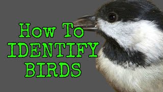 How to Identify Birds  TOP 10 BACKYARD BIRDS  Beginner Friendly [upl. by Clare]