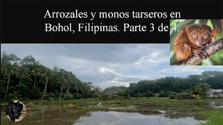 Arrozales y Monos Tarseros en Bohol Filipinas Parte 3 de 4 [upl. by Ariaj]