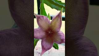 Stapelia grandiflora flower shortvideo garden viral enjoygardeningndnature [upl. by Sitarski]