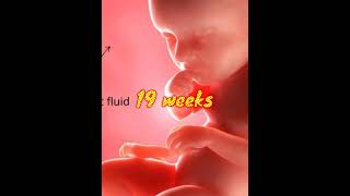 19 weeks baby height and weight in pregnancy shorts short shortvideo youtubeshorts youtube [upl. by Carla]