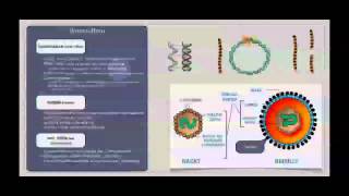Basiskurs Mikrobiologie Viren Aufbau amp Struktur [upl. by Idalina94]