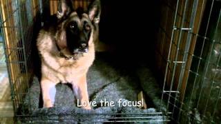 Dog training GSD NILIF teaching self control German Shepherd [upl. by Sandie]