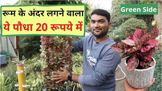 Polka Dot Plant आपके रूम को बना देगा सुंदर मिल रहा सिर्फ 20 रूपये में कैसे रखें ख्याल ये भी देखिए। [upl. by Ayidah923]