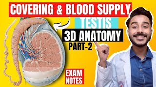 covering of testis anatomy 3d  blood supply of testis anatomy  nerve supply of testis anatomy [upl. by Persson677]