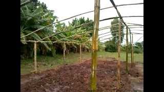 Estufa construida com Bambu Greenhouse built with Bamboo Bottle Irrigated with Pete Good garden [upl. by Litsyrk]