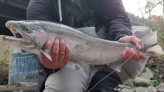 Fall Steelhead Fishing  Lake Ontario Tributary fishing fish foryou fyp trendingvideo fypシ [upl. by Lanae]