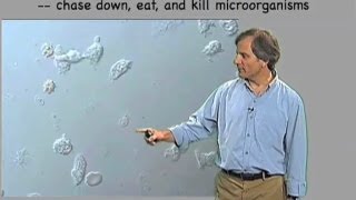 Macrophage video  Ira Mellman Genentech [upl. by Soracco]