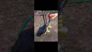 Chickens have fun on Swing Ride chicken chickens chickenshorts swing taking riding funshorts [upl. by Ahsimed]