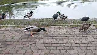 Mallard ducks in park parkslaski 🦆 [upl. by Ferguson]