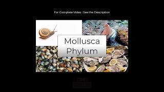 Mollusca Phylum I Species in News I Link for Complete video in Description [upl. by Ilarrold334]