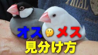 【文鳥のオスとメスの見分け方】ヒナの性別もわかる？‘’Java sparrow‘’‘’Java bird‘’‘’Java finch‘’‘’문조‘’ [upl. by Caassi]