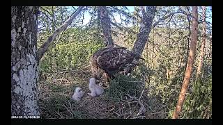 Golden Eagle Nest 2Estonia ☆ Feeding [upl. by Eisnyl]