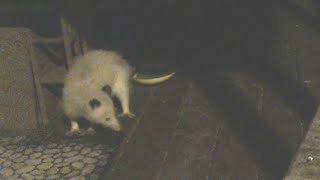 Large White Opossum leucistic Visits the Porch [upl. by Arimay]