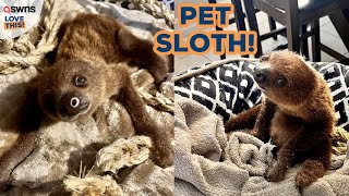 Dedicating my life to owning a pet sloth 🦥😍  LOVE THIS [upl. by Ytirev]