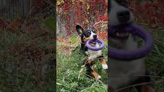 Thor the dog Entlebucher Sennenhund [upl. by Sidonius]