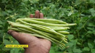 Glimpse of our Field days🌱🫛 COA Vellayani 💚KauIndia cowpea pulseproduction [upl. by Gader]