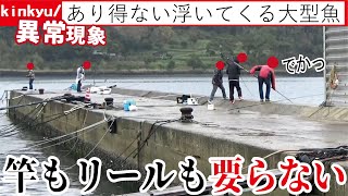 竿も仕掛けも要らない春先の堤防は無数の大型魚が掬いたい放題【異常現象】 [upl. by Marty]