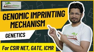 Genomic imprinting csir net bsc 1st year  Genomic imprinting mechanism explained for CSIR NET [upl. by Llenyt]