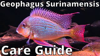 Geophagus Surinamensis Care Guide [upl. by Albright]