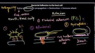 Adhesion of bacteria [upl. by Vito]