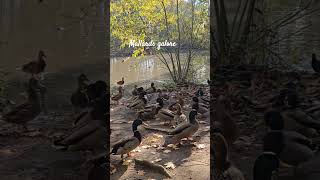 Mallards at the woodland pond [upl. by Phyllis213]