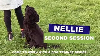 Nellie Second Session  Come To Work With A Dog Trainer [upl. by Nov148]