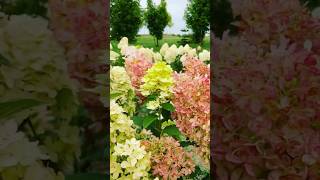 hydrangeaгортензияgardenгортензіяflowers parkjardinshortsアジサイсадnaturepaniclepaniculata [upl. by Trebornhoj876]