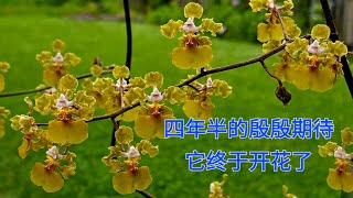 Sophies Garden 四年半的殷殷期待，它终于开花了Trichocentrum luridum骡耳兰 [upl. by So]