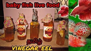 How to culture Vinegar Eels The EASY Way Live Fish Food in tamil [upl. by Epotimet752]