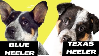 blue heeler vs texas heeler [upl. by Ailaht364]