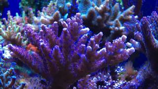 Sps tank  pink millepora [upl. by Winser]