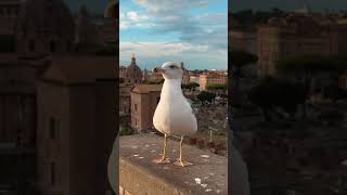 イタリアのローマの街並みはどこを歩いても美しい建物が広がっててタイムスリップした気分になった🇮🇹 [upl. by Henrique]