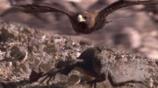 Hawk Hunts Iguanas for Her Young  BBC Earth [upl. by Dulcia]