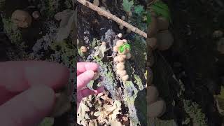 Stump puffballs Apioperdon pyriforme old name Lycoperdon pyriforme edible [upl. by Bettye]