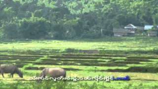 Shan  Tai song  Sai Moos song ฤดูทำนา [upl. by Lamok]